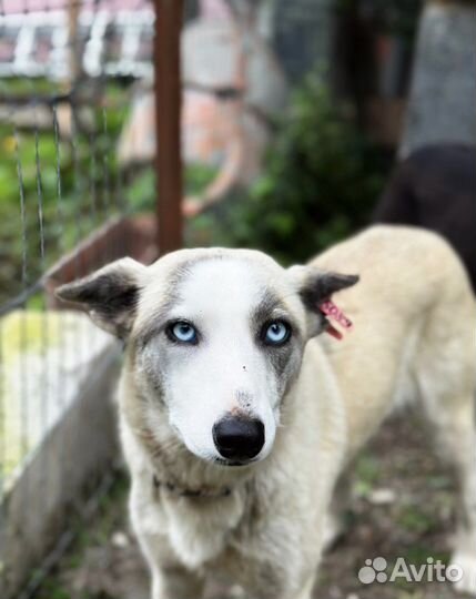 Девочка в добрые руки