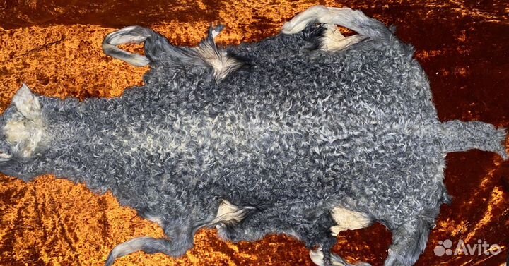 Шкуры для генеральской папахи или воротника