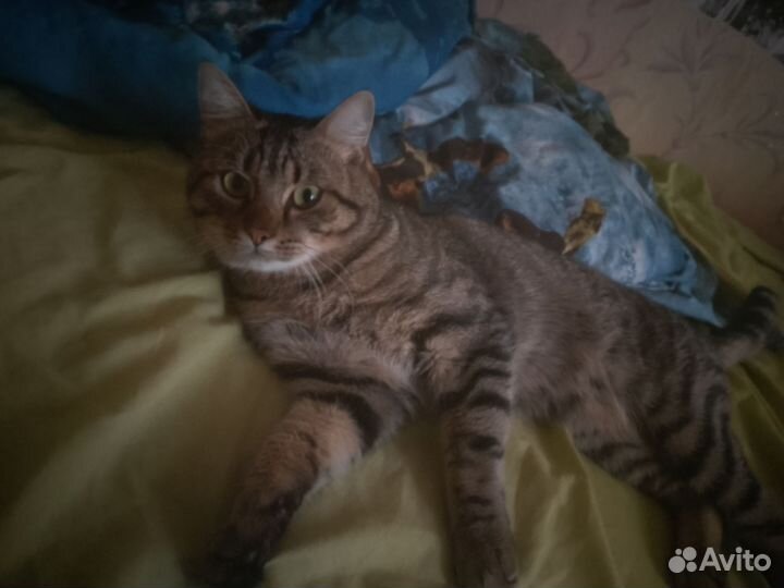 Отдам кота в добрые руки