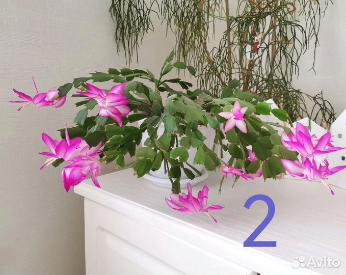 Декабристы / Шлюмбергера