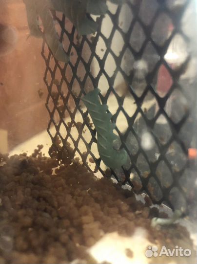 Кормовые насекомые, саранча, сверчки, гусеницы