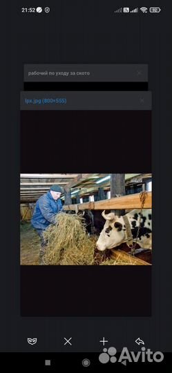 Требуются доярки