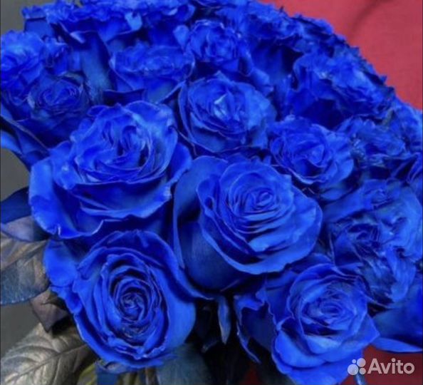 Синие розы цветы