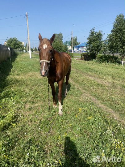 Лошадь кобыла