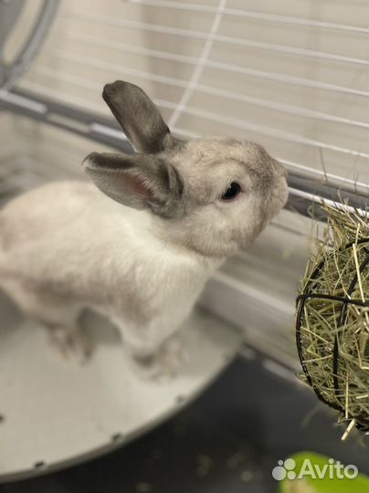 Декоративный кролик мальчик