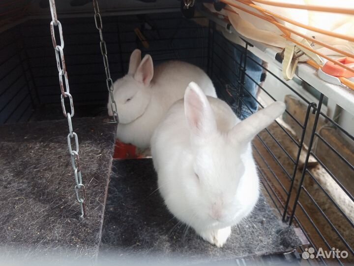 Отдам кроликов гермелинов