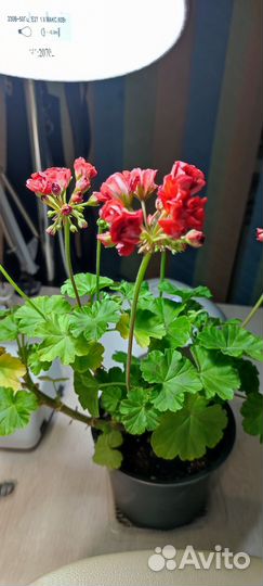 Пеларгония герань сортовая