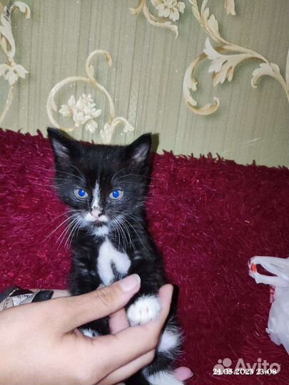 Кошка в дар бесплатно