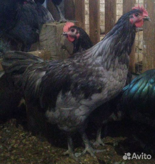Петух араукана, австралорп, маран