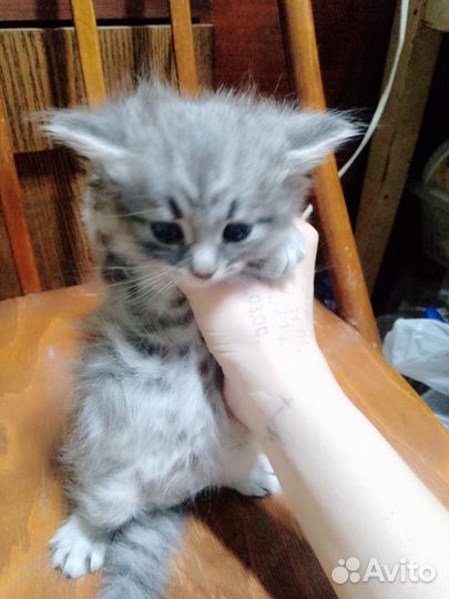 Кошки в добрые руки