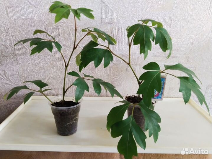 Комнатные растения