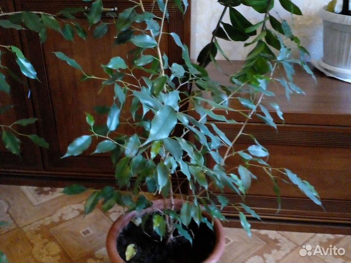 Фикусы.Зомиокулькасы и драцены