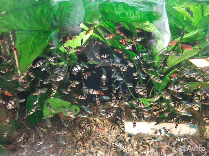 Аквариумные рыбки