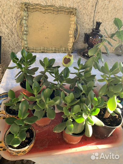 Денежное дерево (толстянка)