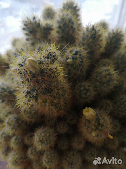 Кактусик. Цветущий