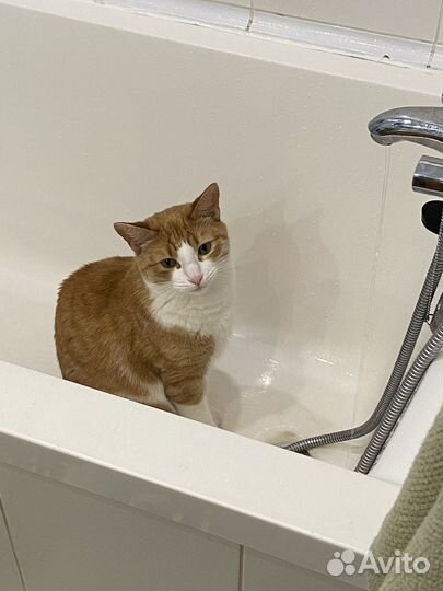 Ищу хозяев кота