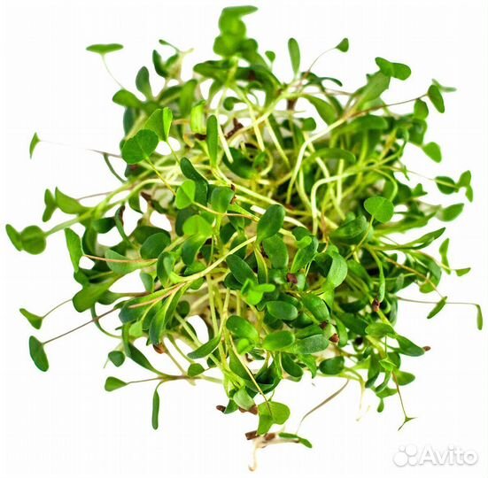 Микрозелень Дайкон