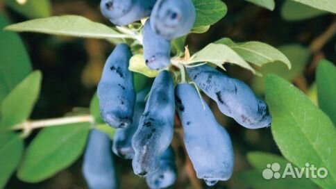 Жимолость «Морена»