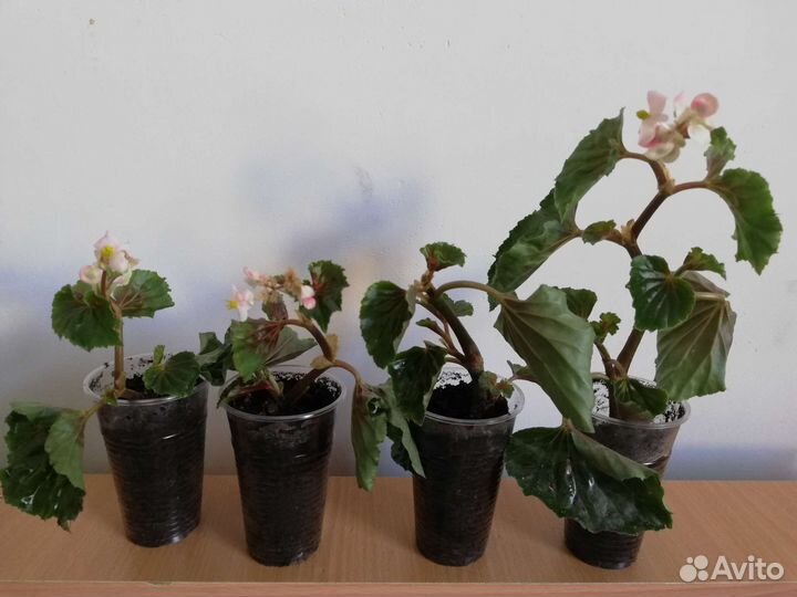 Бегония вечноцветущая, герань королевская