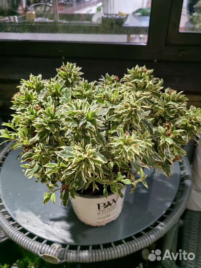 Азалия Bollywood вариегата