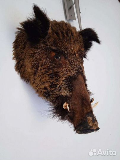 Чучела животных