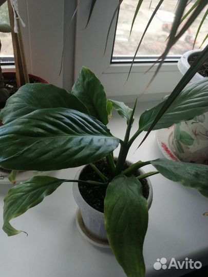 Спатифилум (женское счастье)