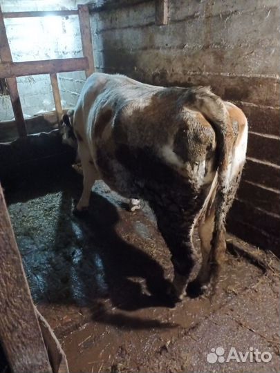 Корова на мясо