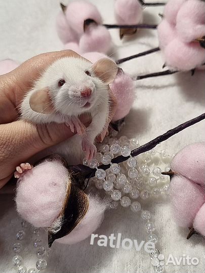 Крысята мальчики питомник