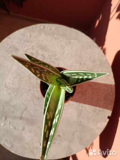 Алое Варьегата