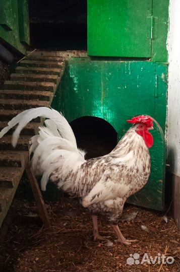 Пушкинские Куры семья 4+1