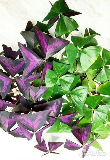 Кислицы(оксалисы) сортовые.Луковки