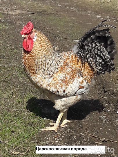 Инкубационное яйцо разных пород кур в Лобне