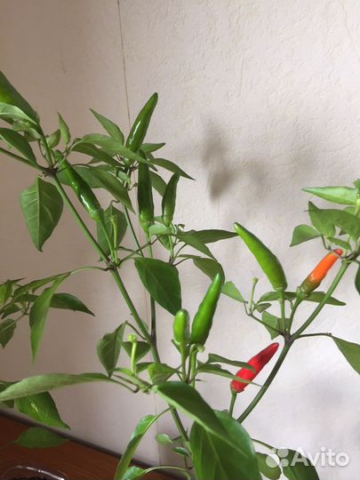 Перец острвй(жгучий)