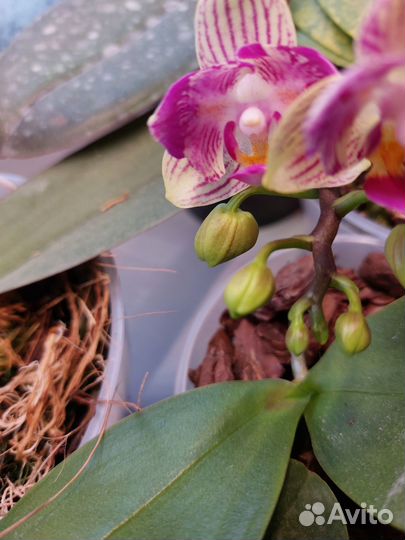 Орхидея фаленопсис бабочка