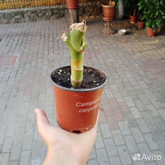 Драцена, дерево счастье