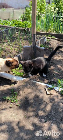 Котенок кот