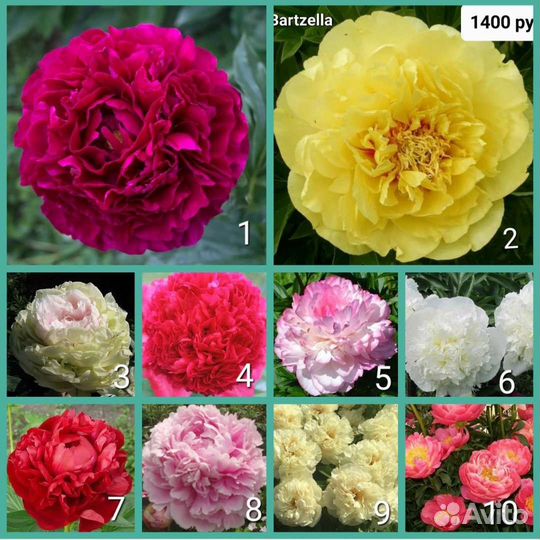 Пионы сортовые
