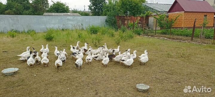 Мясо муларда