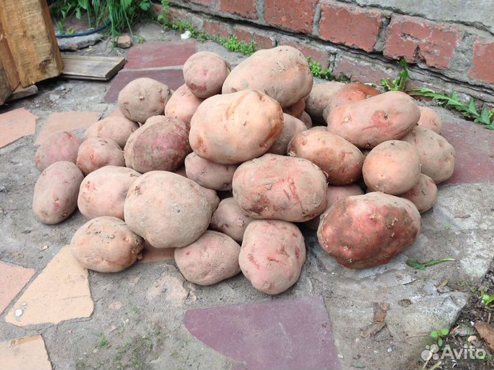 Картофель крупный