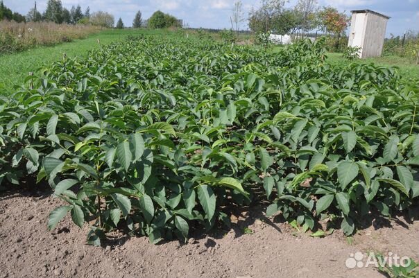 Саженцы грецкого ореха 