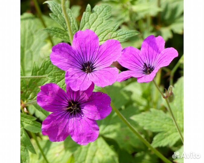 Герань Red Admiral