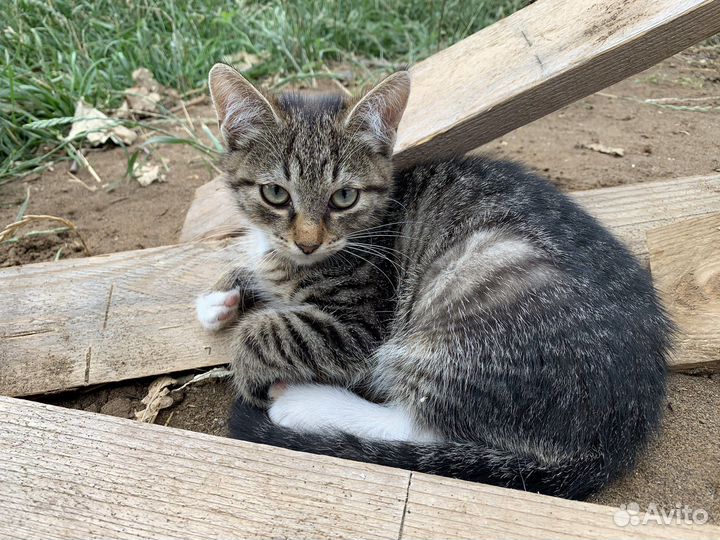 Котята бесплатно