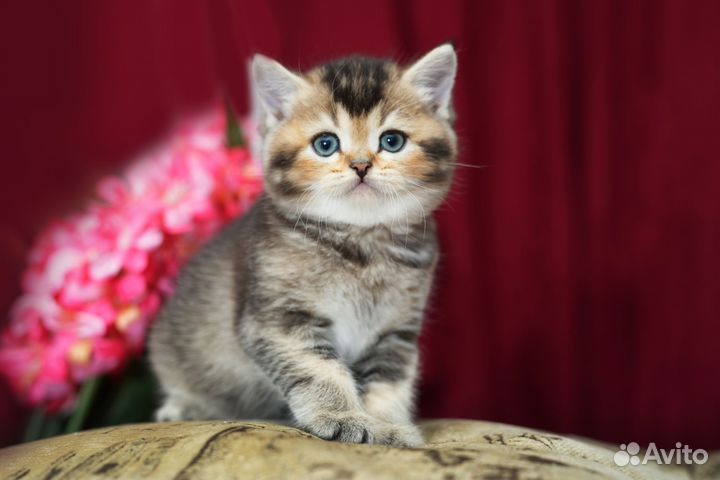 Котята шотландские