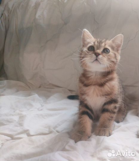 Британские котята