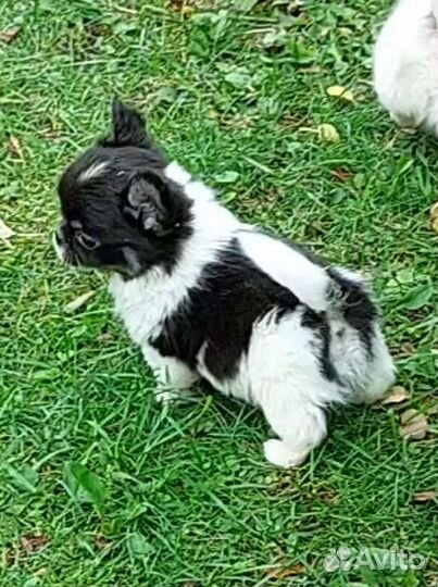 Чихуахуа мальчик длинношерстный