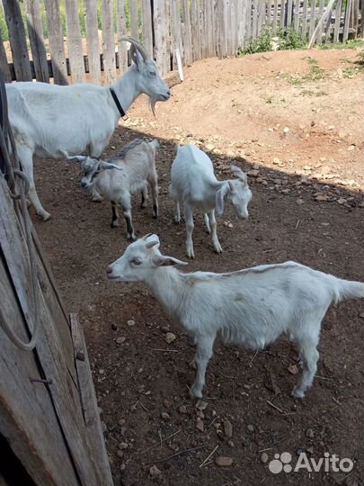 Продажа козочек