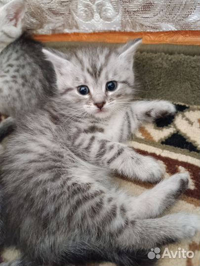 Шотландские котята