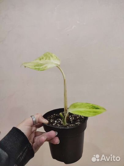 Аглаонема цитронелла