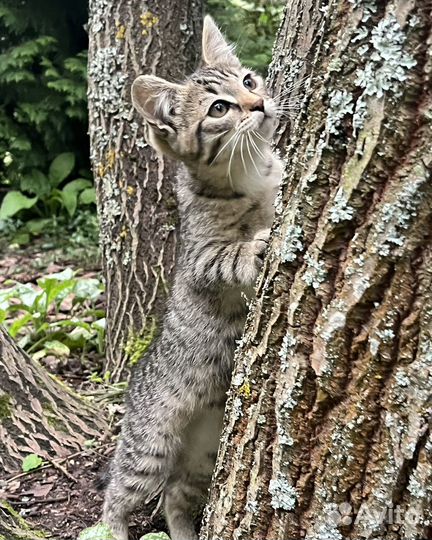 Кошечка в добрые руки