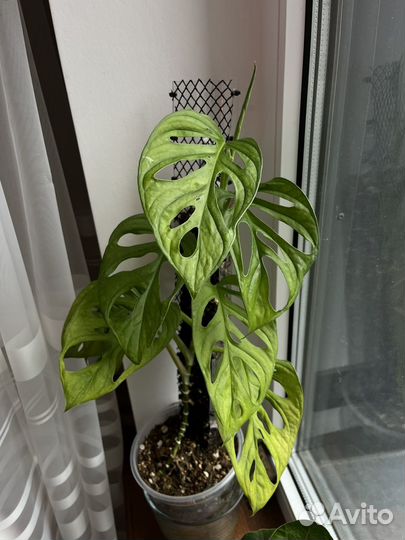 Доставка Тотем опора для растений